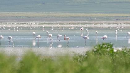 Greater Flamingo