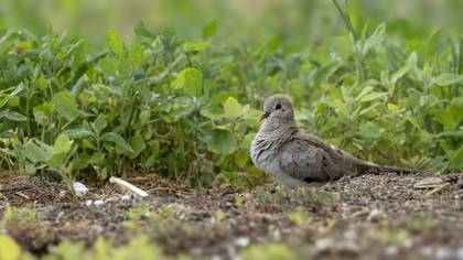 Namaqua Dove