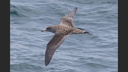 Cory's Shearwater