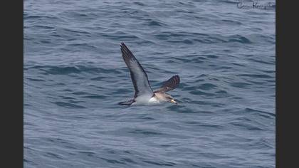 Cory's Shearwater