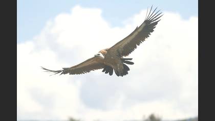 Griffon Vulture