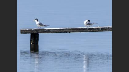 Little Tern