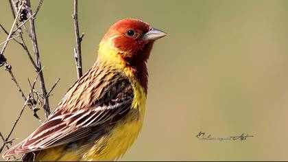Red-headed Bunting