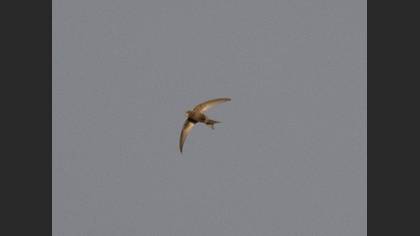 Common Swift