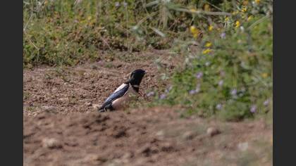 Rosy Starling