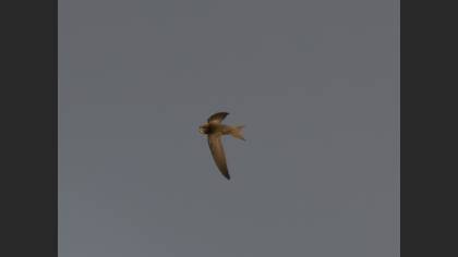 Pallid Swift