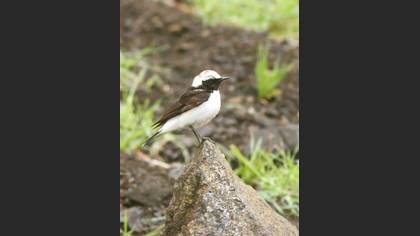 Pied Wheatear