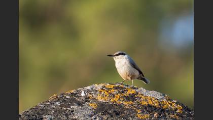 Western Rock Nuthatch