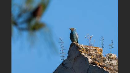 European Roller