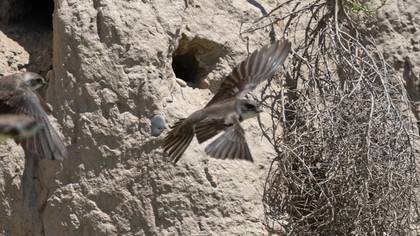 Sand Martin