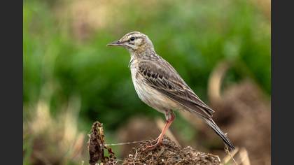 Tawny Pipit