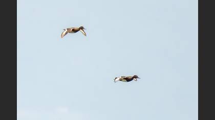 Ferruginous Duck