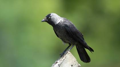 Western Jackdaw