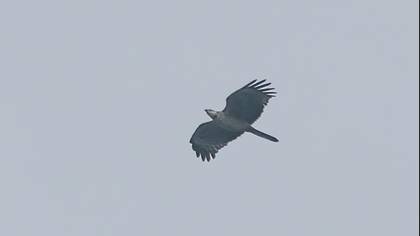 Crested Honey Buzzard