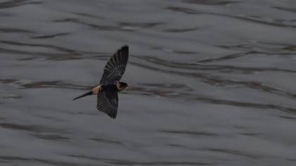 Red-rumped Swallow