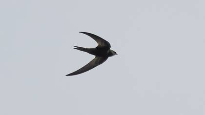 Common Swift