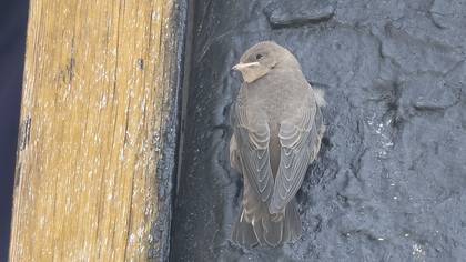 Eurasian Crag Martin