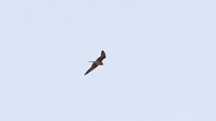 Eleonora`s Falcon