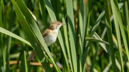 Paddyfield Warbler