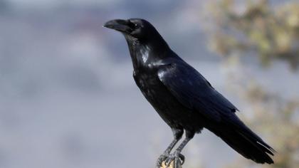 Northern Raven