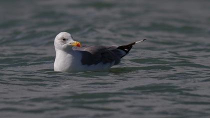 Van gölü martısı