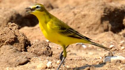 Sarı kuyruksallayan