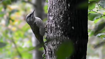 Küçük yeşil ağaçkakan