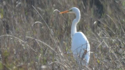 Büyük ak balıkçıl