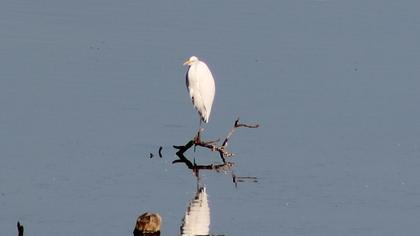 Büyük ak balıkçıl