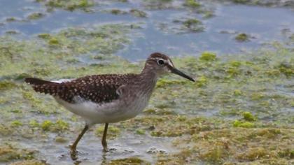 Orman düdükçünü