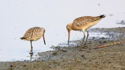 Kıyı çamurçulluğu