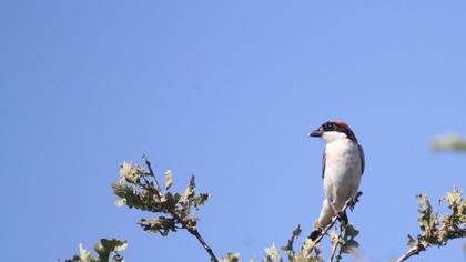 Kızılbaşlı örümcekkuşu