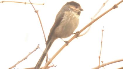 Uzunkuyruklu baştankara