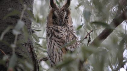 Kulaklı orman baykuşu