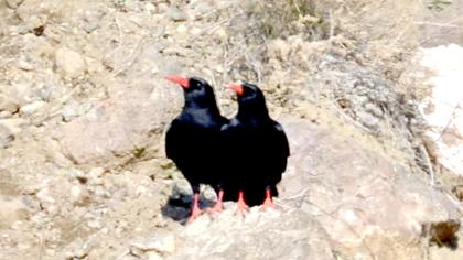 Kırmızıgagalı dağ kargası