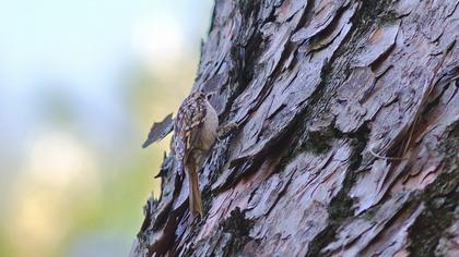 Bahçe tırmaşıkkuşu