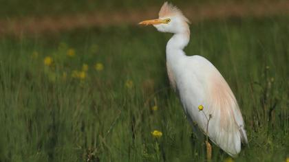 Sığır balıkçılı