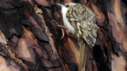 Orman tırmaşıkkuşu