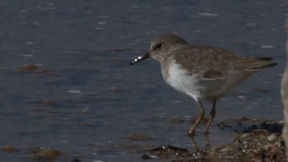 Sarıbacaklı kumkuşu