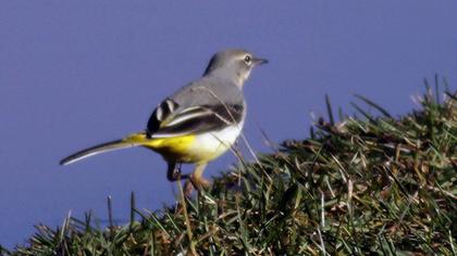 Dağ kuyruksallayanı