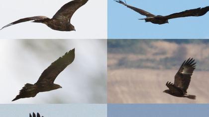 Küçük orman kartalı