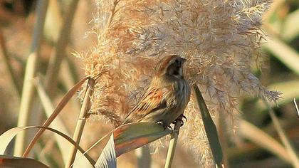 Bataklık Kirazkuşu
