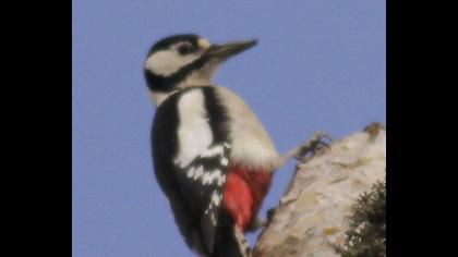 Orman alaca ağaçkakanı