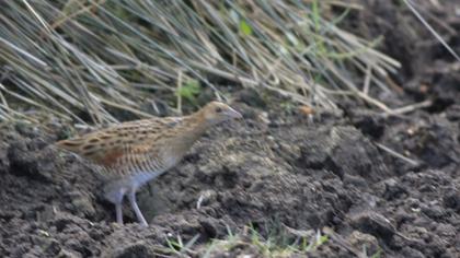 Bıldırcınkılavuzu