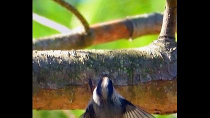 Uzunkuyruklu baştankara