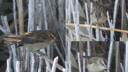 Kındıra kamışçını