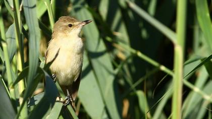 Büyük kamışçın