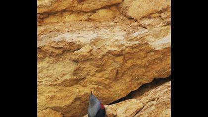 Duvar tırmaşıkkuşu