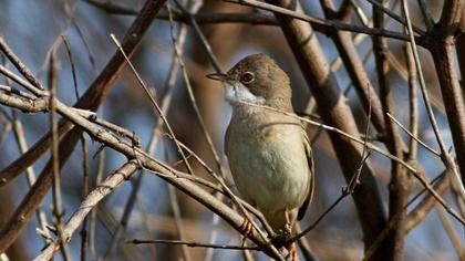 Akgerdanlı ötleğen