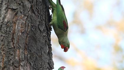 İskender papağanı